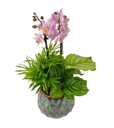 Fun Mixed Orchid Planter. An arrangement by The Garden Gate Gifts and Florals.