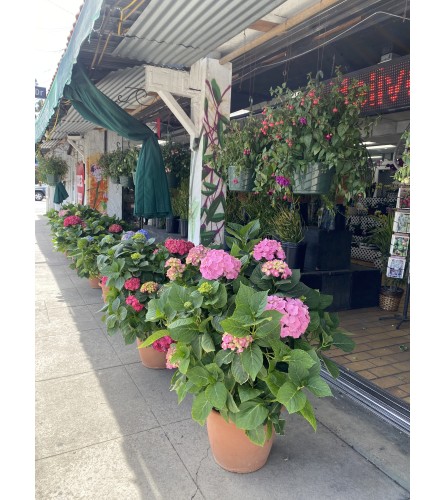 Patio Tub Hydrangea PINK