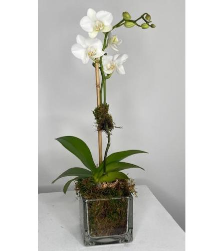 Petite Orchid plant