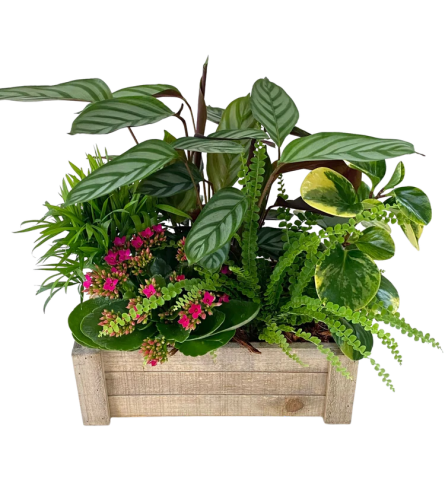 Tropical Crate Planter