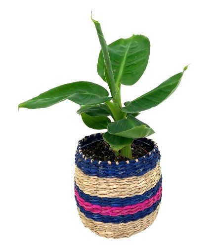 BOHO PLANTER MED. An arrangement by A Loving Touch Florist.