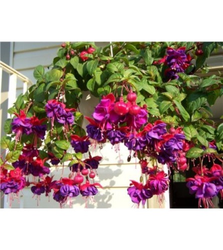 Fuscia Hanging Basket