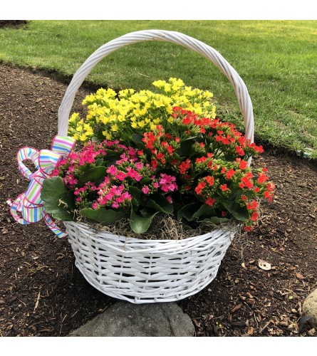 Bright Kalanchoe