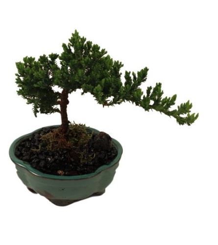 Bonsai Tree 2022