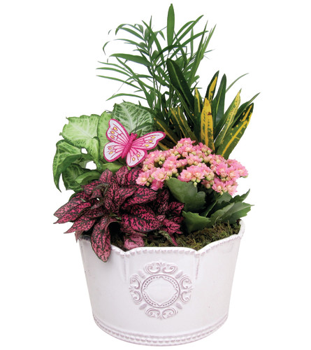 In Door Garden in Victorian Ceramic Pot. An arrangement by Vaillant Florist.