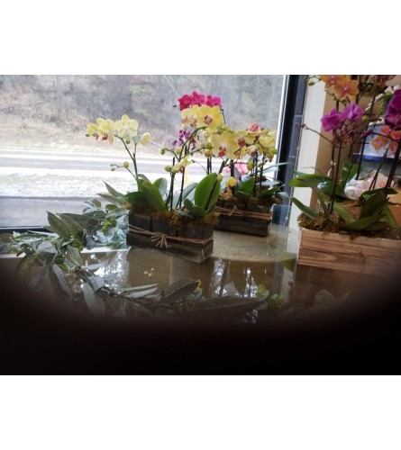 MOTHER'S DAY ORCHIDS - Deluxe. An arrangement by Conrad Floral.