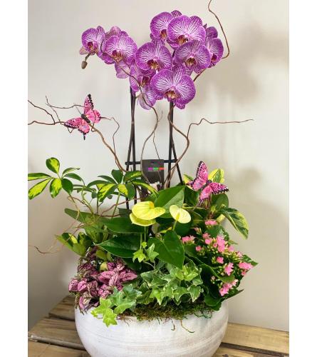 Colourful Mixed Orchid Planter