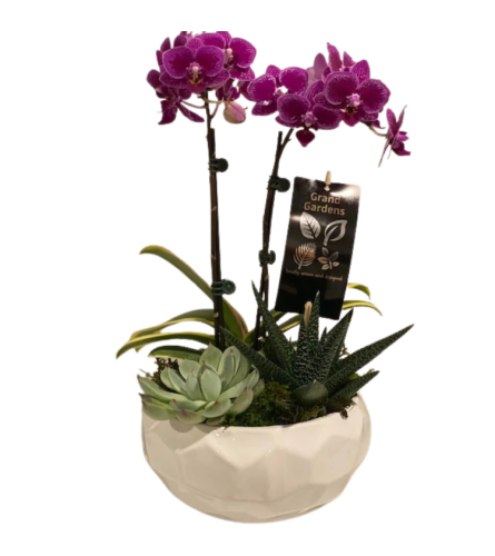 Ceramic Orchid and Succulent Planter