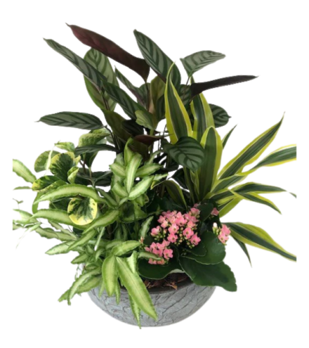 Large Mixed Planter. An arrangement by The Garden Gate Gifts and Florals.