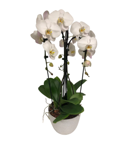 Cascading Orchid Planter. An arrangement by The Garden Gate Gifts and Florals.