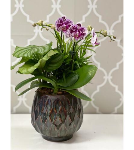 Ogee Orchid Dish Garden