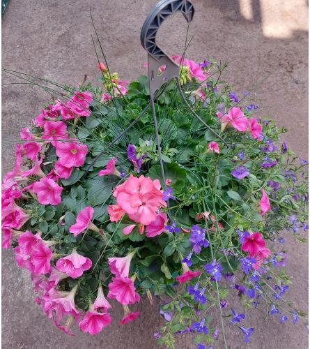 Full Sun Hanging Basket