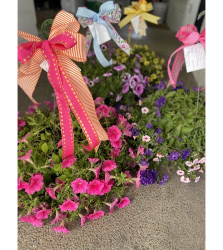 ASSORTED MIXED Spring Hanging Baskets