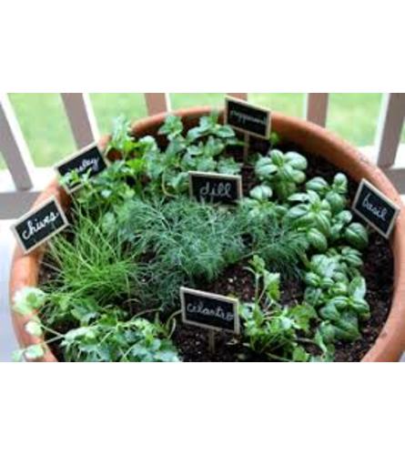 Container Herb Garden. An arrangement by Pandora's Posies.