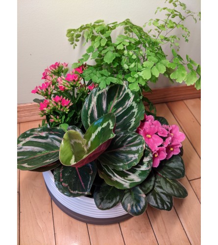 2 Tone Ceramic Planter 8. An arrangement by Maezy's Petals.