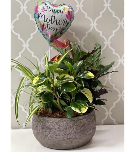 Mother's Day Dish Garden in Crackle Ceramic Vase