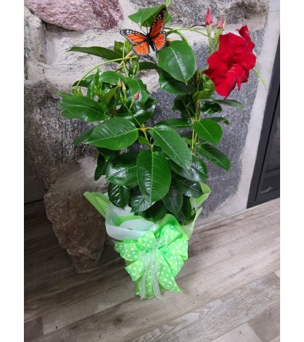 Potted Mandevilla Vine in Country Tin