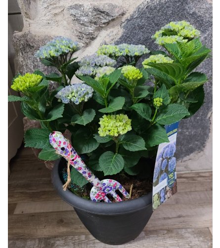 Blue Magic Perennial Hydrangea