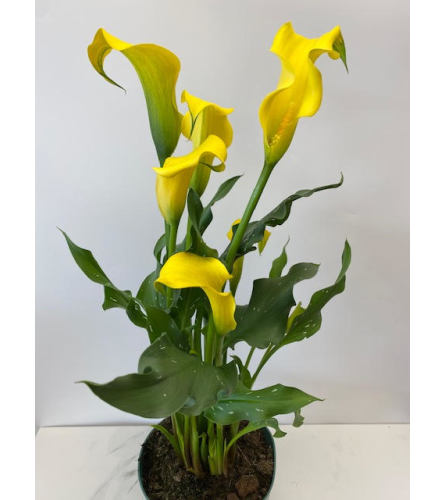 6" Calla Lily plant. Color will vary