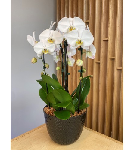 Triple White Cascading Orchids