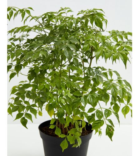 China Doll Plant In Basket