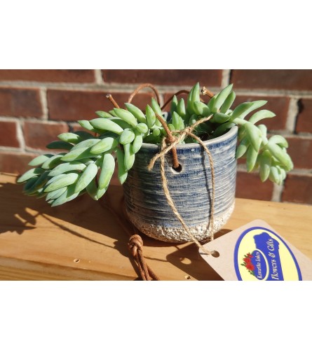 Hanging Donkey Tail Planter