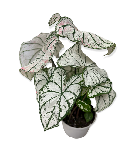 6" Caladium In Basket