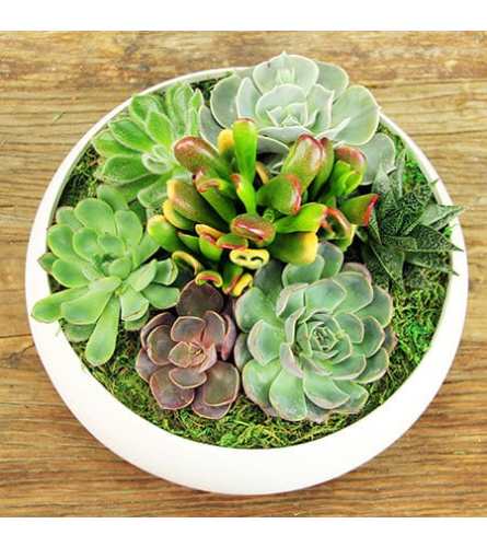 Mixed Succulents in Ceramic Planter