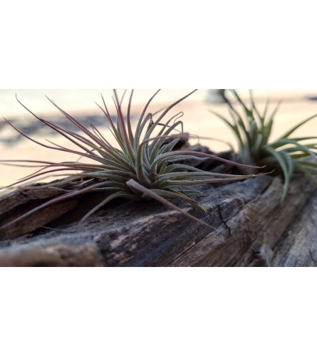 Single Air Plants