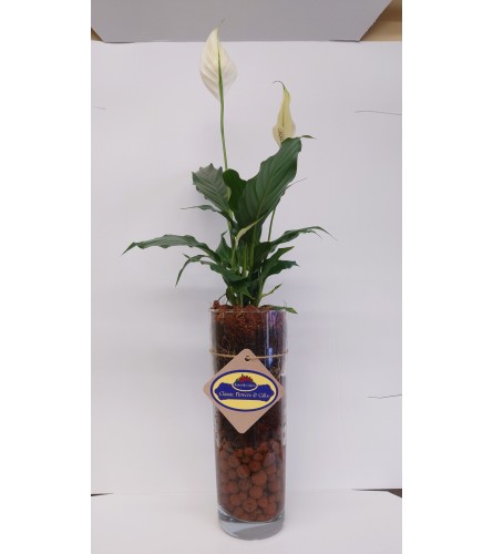 Peace Lily Vase