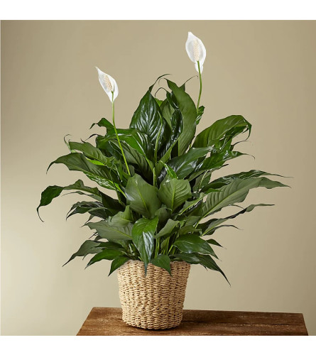 Peace Lily Plant 6"