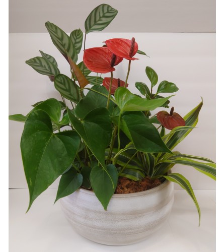 Lovely Anthurium Planter