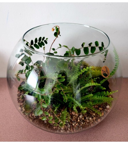 PLANT TERRARIUM. An arrangement by A Loving Touch Florist.