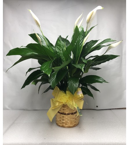 Green Plant - Spathiphyllum (Peace Lily) Large