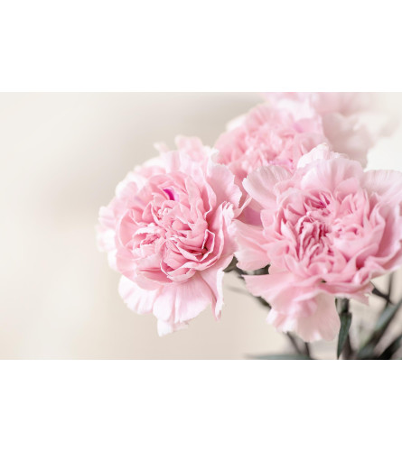 ASSORTED COLOURS Get a Dozen, Give a Dozen Campaign. An arrangement by Floratechnics.