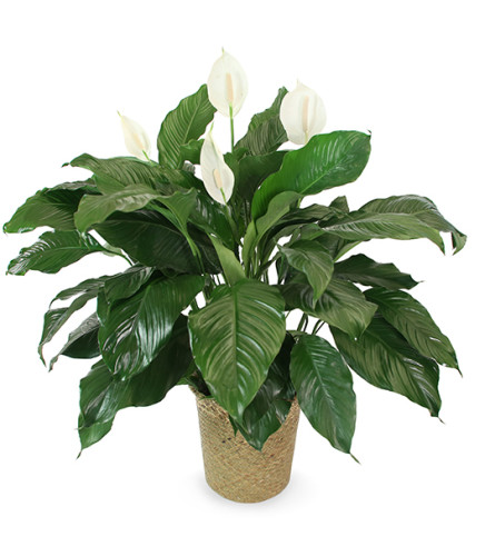 Peace Lily Plant In a Basket