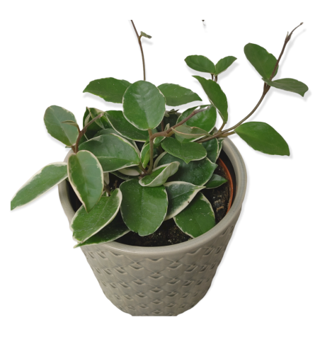 6" Hoya Carnosa Plant