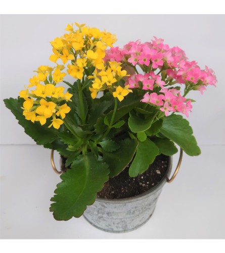 Kalanchoe Garden Bucket