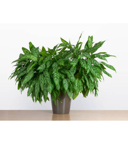 Silver King (Chinese Evergreen) Plant