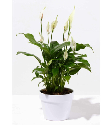 Peace Lily Serenity