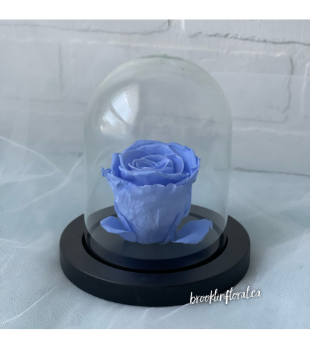 Enchanted Rose (Soft Blue)