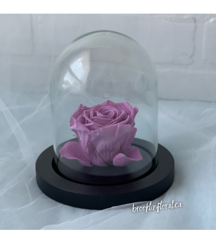 Enchanted Rose (Lavender)