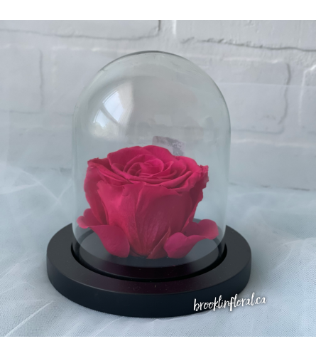 Enchanted Rose (Pink Framboise)