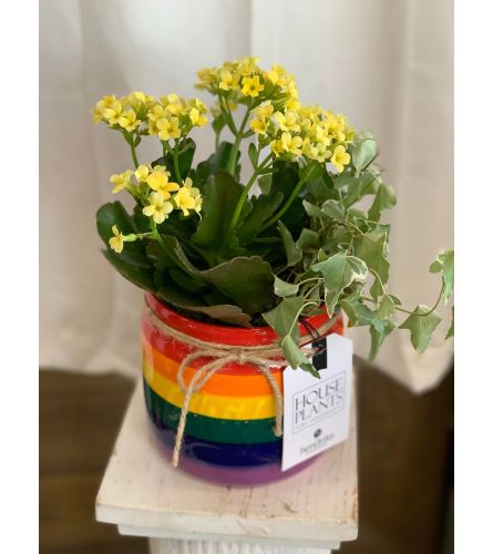 Rainbow Mason Jar Dish Garden