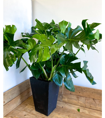 Monstera Magic