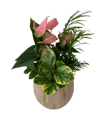 Medium Cream Tropical Planter. An arrangement by Nicol Florist.