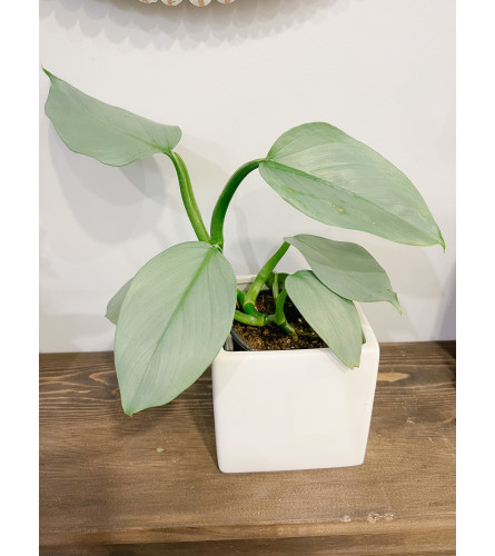 Philodendron Planter. An arrangement by Grande Prairie Florist.