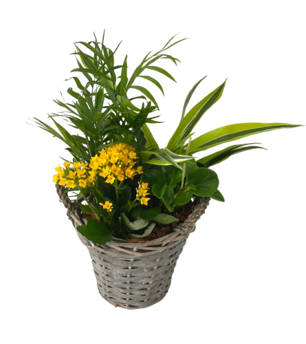 Large Wicker Tropical Basket