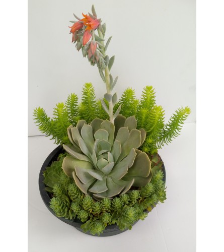 Succulents Dish