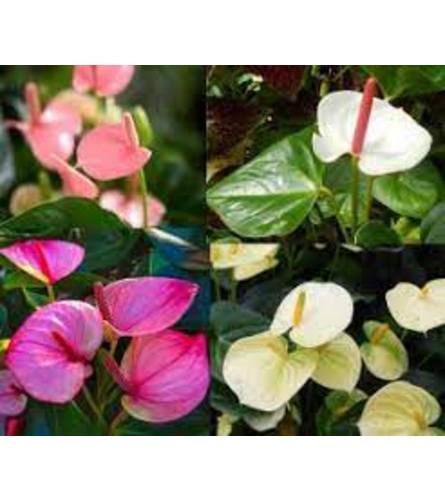 Anthuriums Plant In Basket